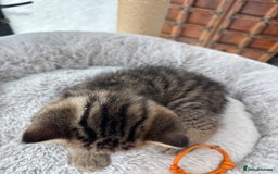 British Shorthair cats for sale: 💎Rare BSH Kittens💎Pedigree Champion Blood Line💎 - Image 6