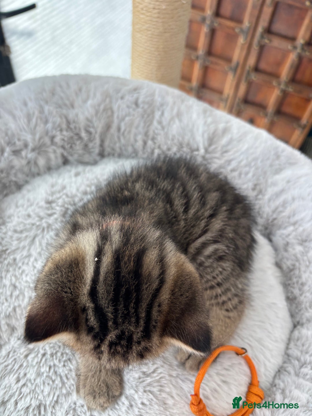 British Shorthair cats for sale: 💎Rare BSH Kittens💎Pedigree Champion Blood Line💎 - Image 6
