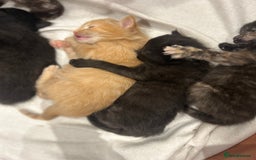 Ragdoll cats for sale: Mixed Ragdolls  - Image 15