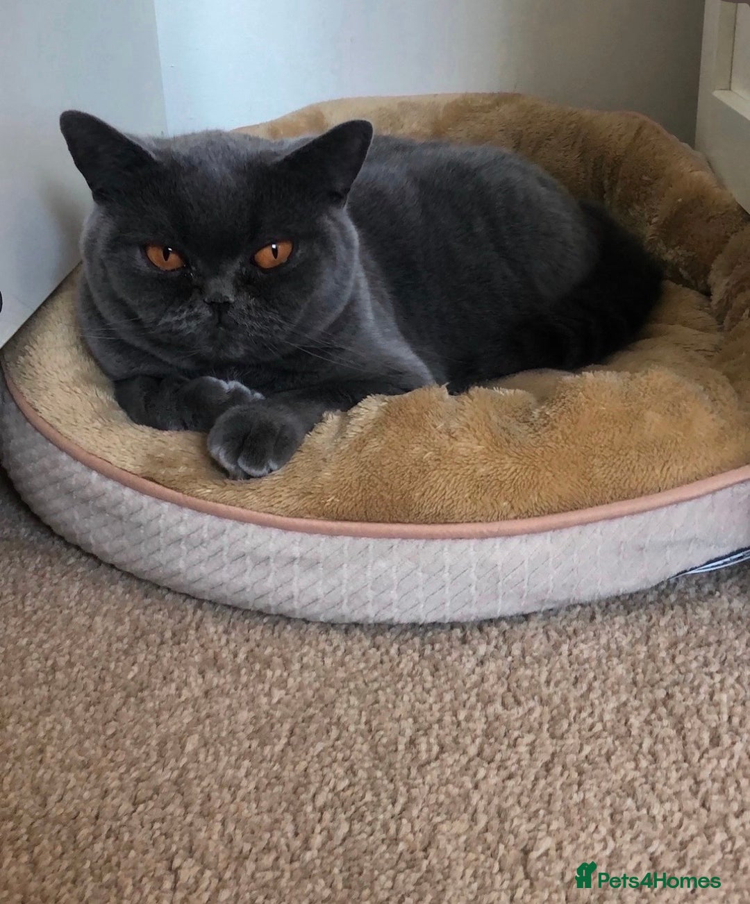 British Shorthair cats for sale: British Shorthair Kittens - Advert 3