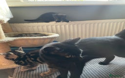 Mixed Breed cats for sale: 2 stunning little kittens for sale - Image 12