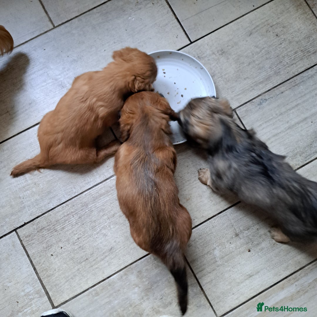 Miniature Dachshund dogs for sale: 3 Cute Longhaired Mini Dachshunds Pedigree - Image 7
