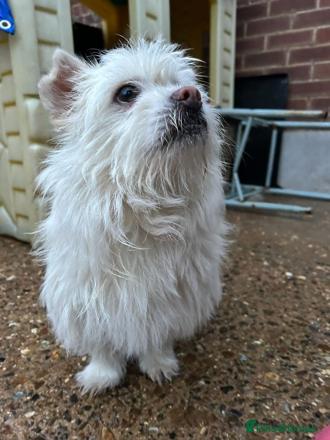 Mixed Breed dogs for adoption: Sonic - Dereham Norfolk  - Image 2