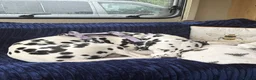 Dalmatian dogs for sale: Female Dalmatian  - Advert 3