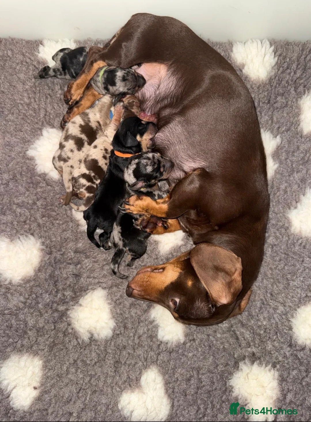 Miniature Dachshund dogs for sale: KC Miniature Dacshund Puppies For Sale - Licensed  - Advert 17