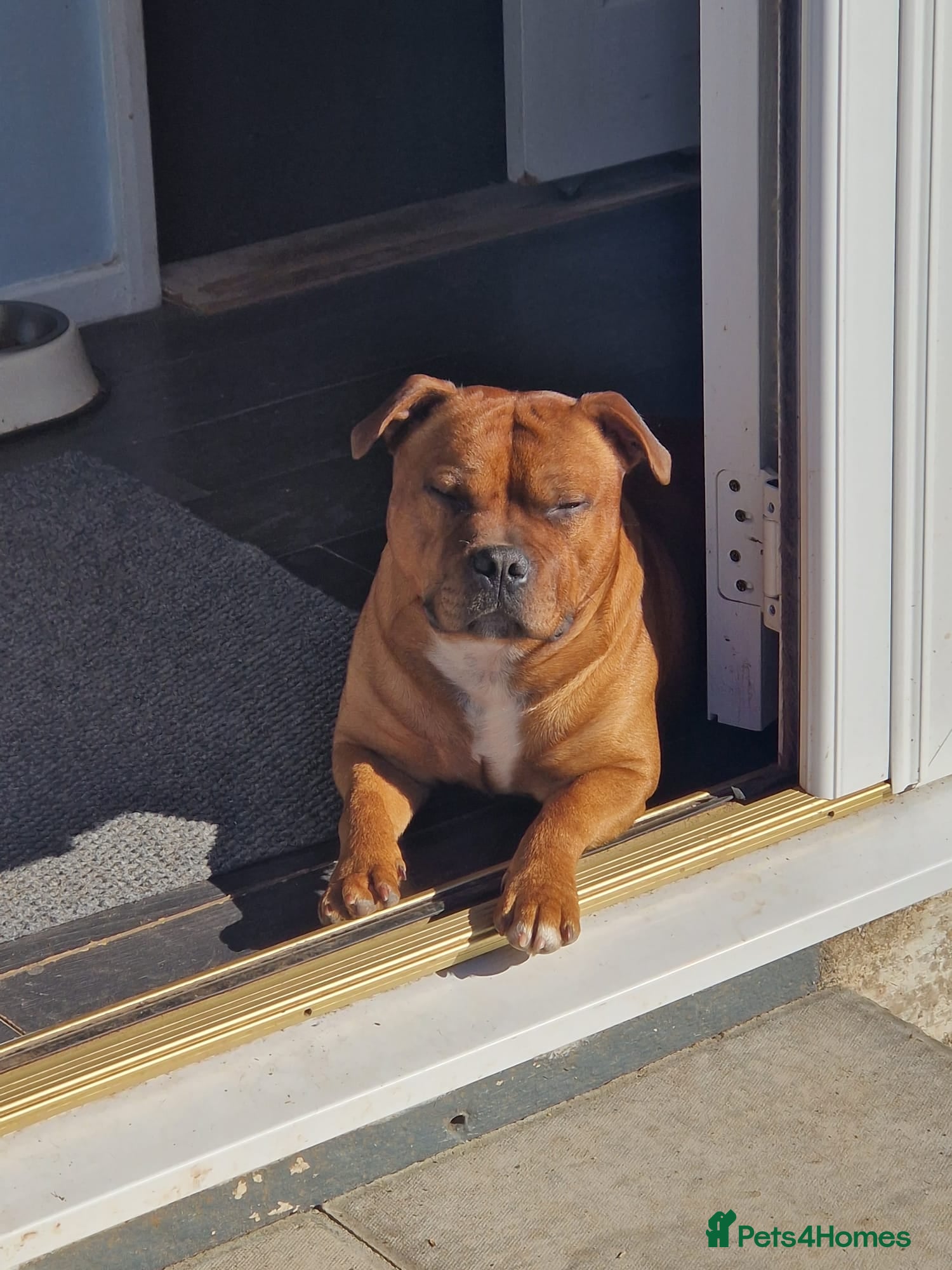 Staffordshire Bull Terrier dogs for sale: 18 mnth Staffordshire bull terrier in Carlisle - Advert 4