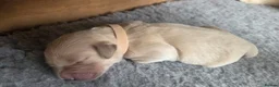 Golden Retriever dogs for sale: 7 KC registered Golden Retriever puppies available - Advert 19