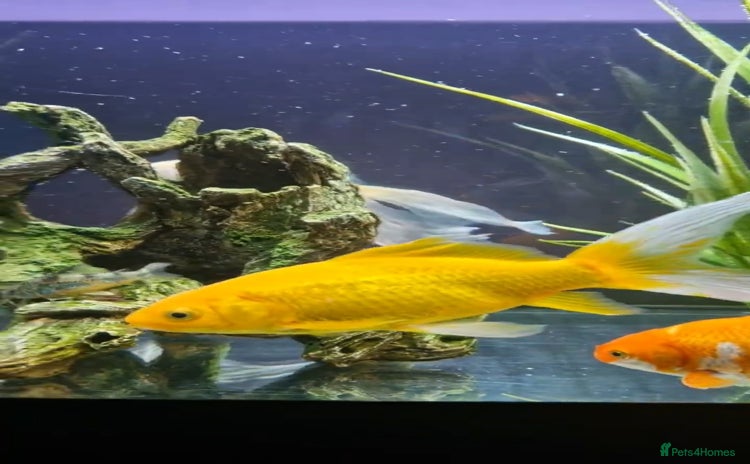 Shubunkins fish - Advert 1