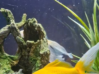 Shubunkins fish - Advert 1