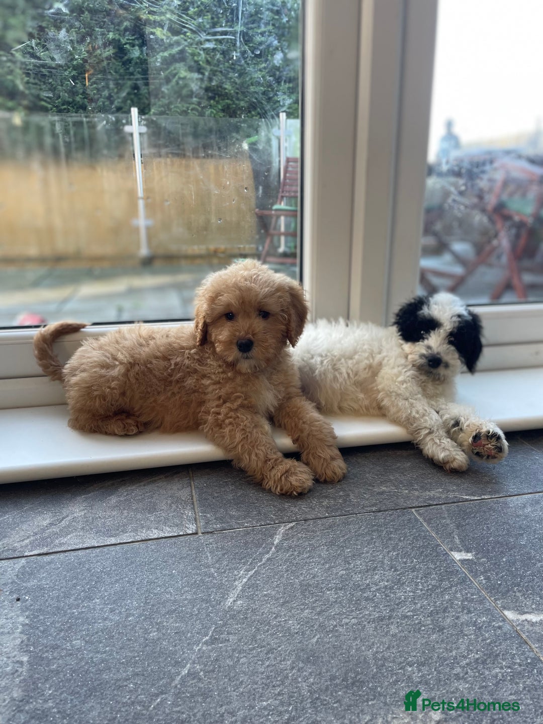 Mixed Breed dogs for sale: 🌟🌟Stunning Australian Cavapoo Puppies 🩷💙 m - Advert 10