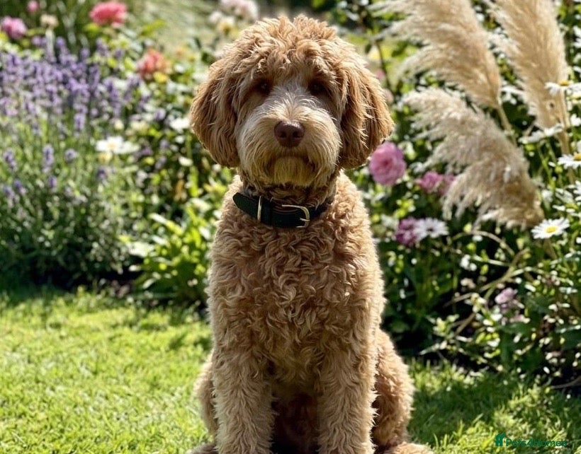 Goldendoodle dogs Stunning Multigenerational Goldendoodles Licensed  - Advert 18