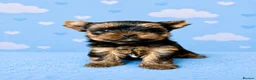 Yorkshire Terrier dogs for sale: Outstanding Show Quality RKC Registered Puppies - Advert 10