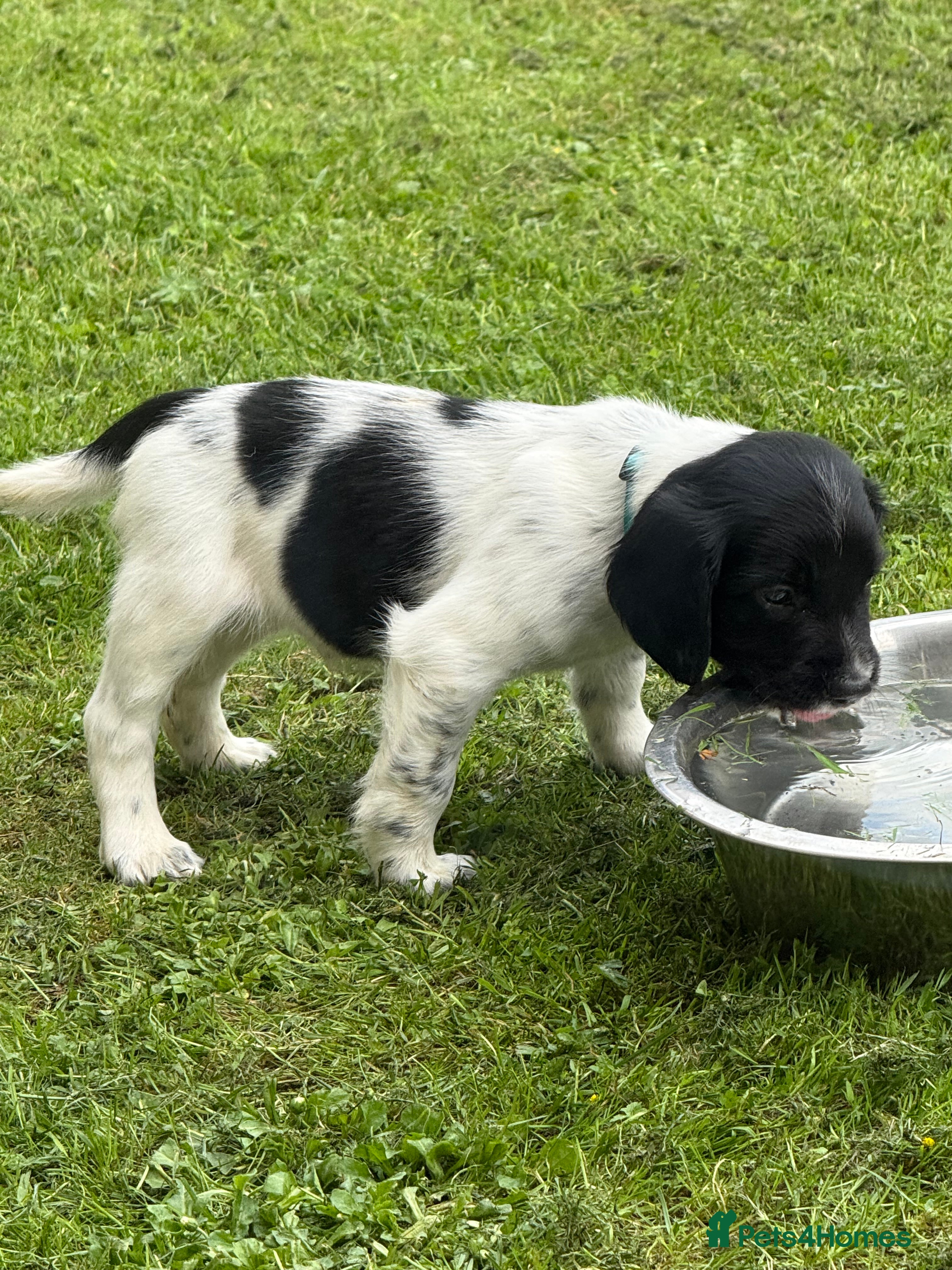 English Springer Spaniel dogs Beautiful Springer Spaniel Puppies - Advert 2