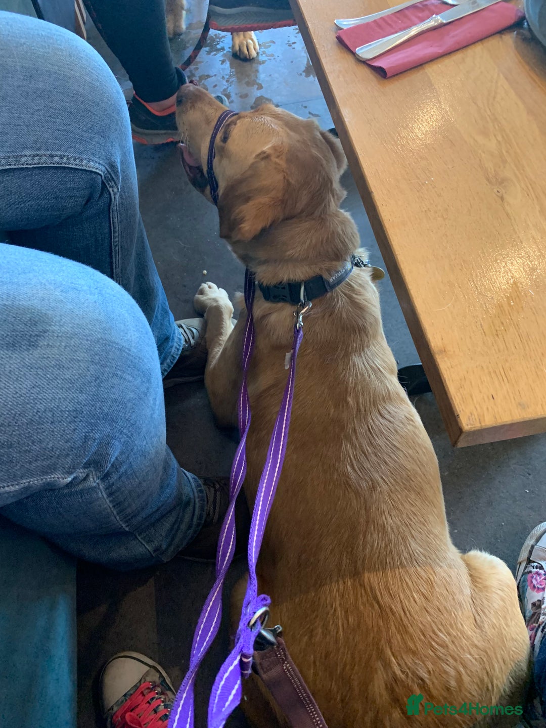 Labrador Retriever dogs for sale: Pedigree female Red Fox Labrador Retriever for  - Advert 9