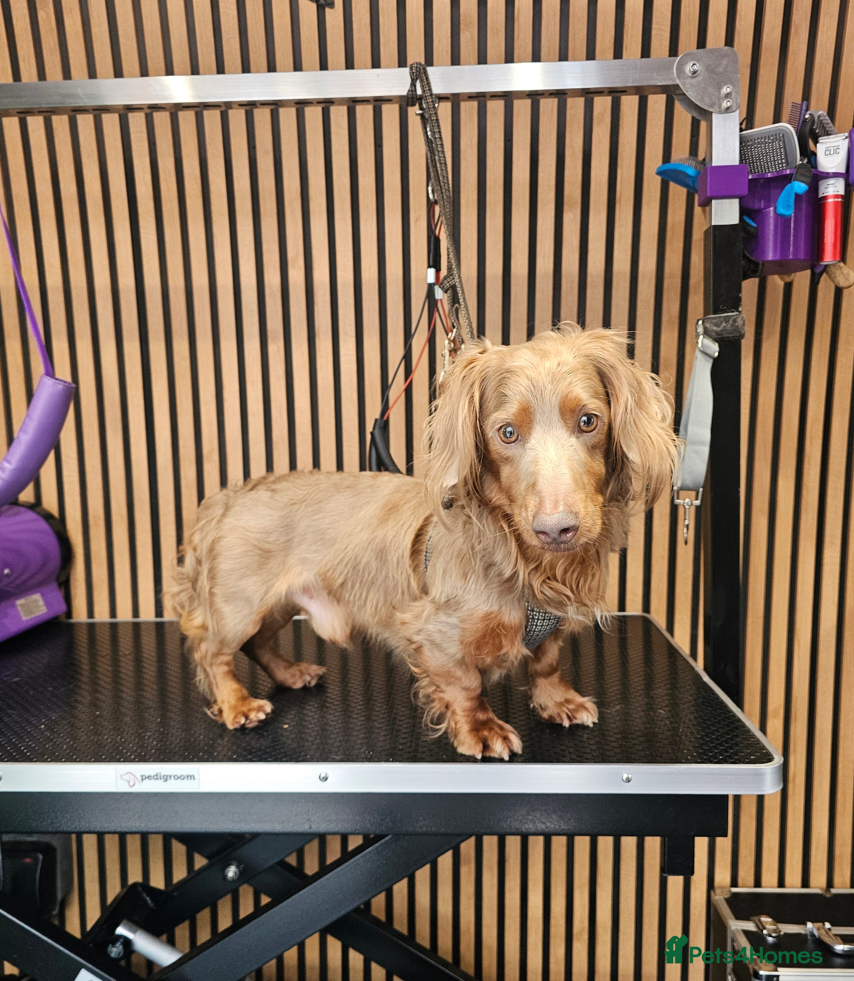 Miniature Dachshund dogs **RogueRoyales Luxe** PRA Clear Long Hair in Wolverhampton - Advert 3