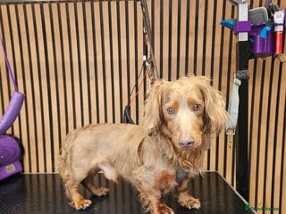 Miniature Dachshund dogs **RogueRoyales Luxe** PRA Clear Long Hair in Wolverhampton - Advert 22