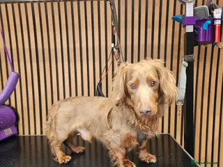 Miniature Dachshund dogs **RogueRoyales Luxe** PRA Clear Long Hair in Wolverhampton - Advert 3