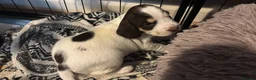 Bocker dogs for sale: 4 lovely boys available  - Advert 24