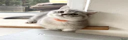 British Shorthair cats for sale: A Girl Available- GCCF/TICA British Shorthair  - Advert 2