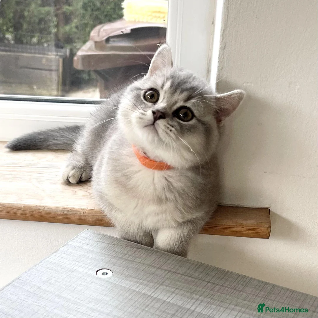 British Shorthair cats for sale: A Girl Available- GCCF/TICA British Shorthair  - Advert 2