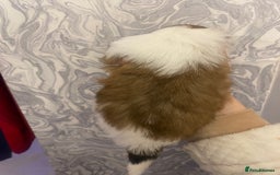 Shih Tzu dogs for sale: Imperial shitzhu pups  born on the 17 of October - Image 13