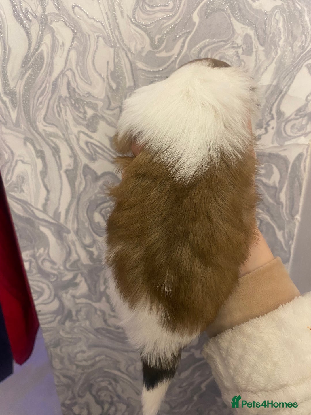 Shih Tzu dogs for sale: Imperial shitzhu pups  born on the 17 of October - Image 13