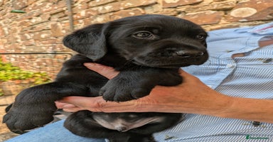 Labrador Retriever dogs - Advert 3