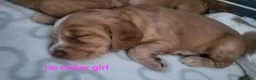 Cocker Spaniel dogs for sale: Beautiful working / show cocker spaniel puppies - Advert 14