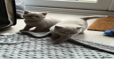 British Shorthair cats - Advert 12