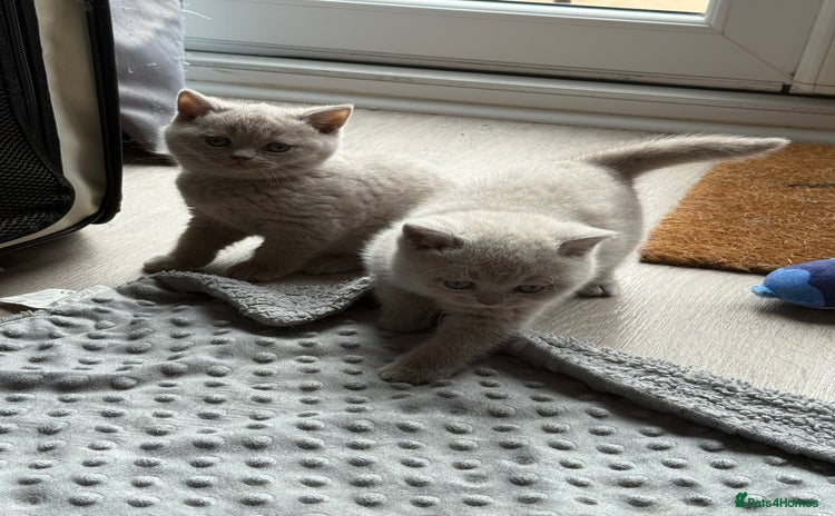 British Shorthair cats - Advert 11