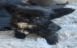 Chihuahua dogs for sale: Long coat Chihuahua puppies - Image 4