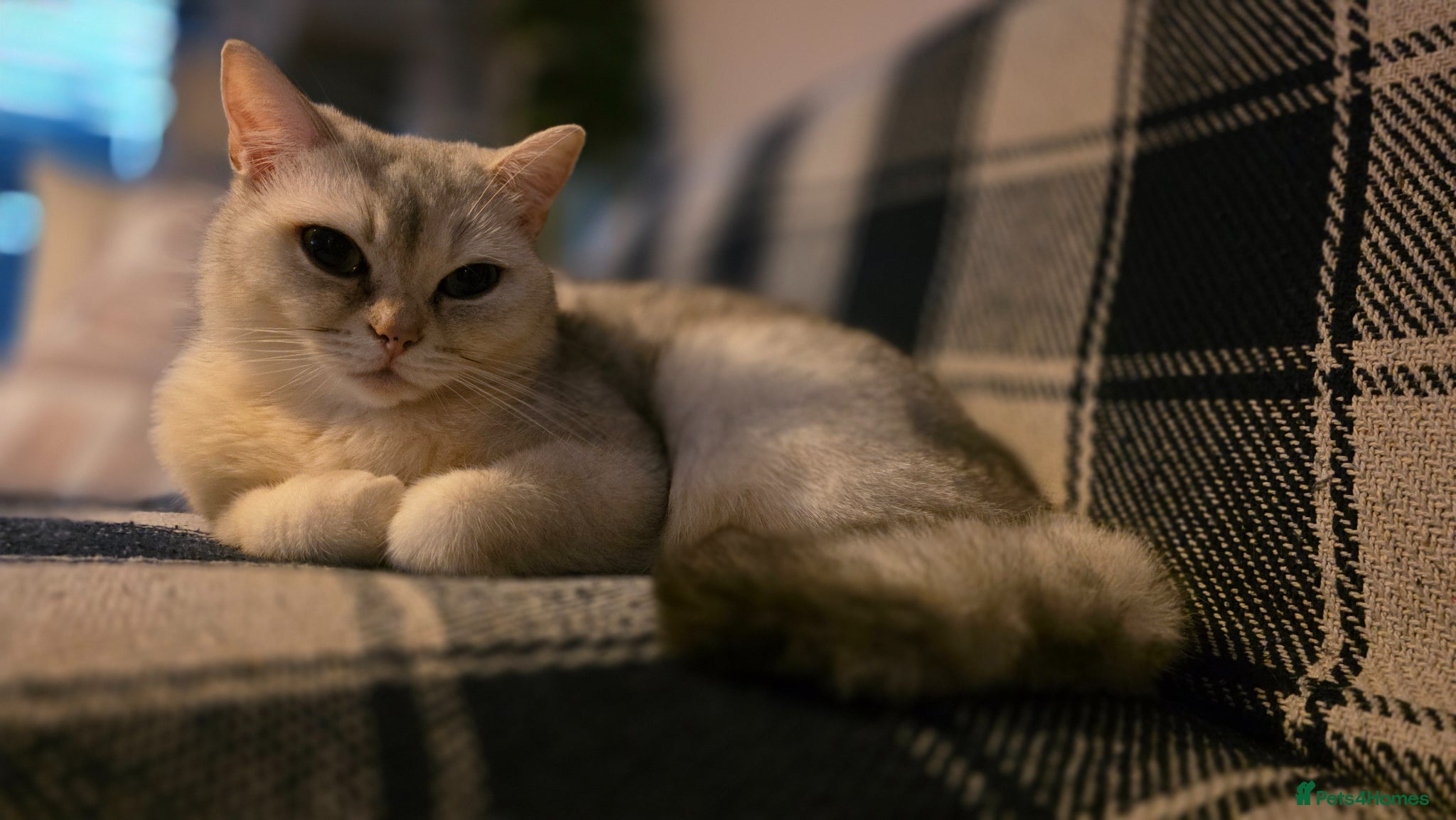 Mixed Breed cats Eevee is looking for a new home - Advert 4