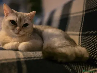 Mixed Breed cats Eevee is looking for a new home - Advert 4