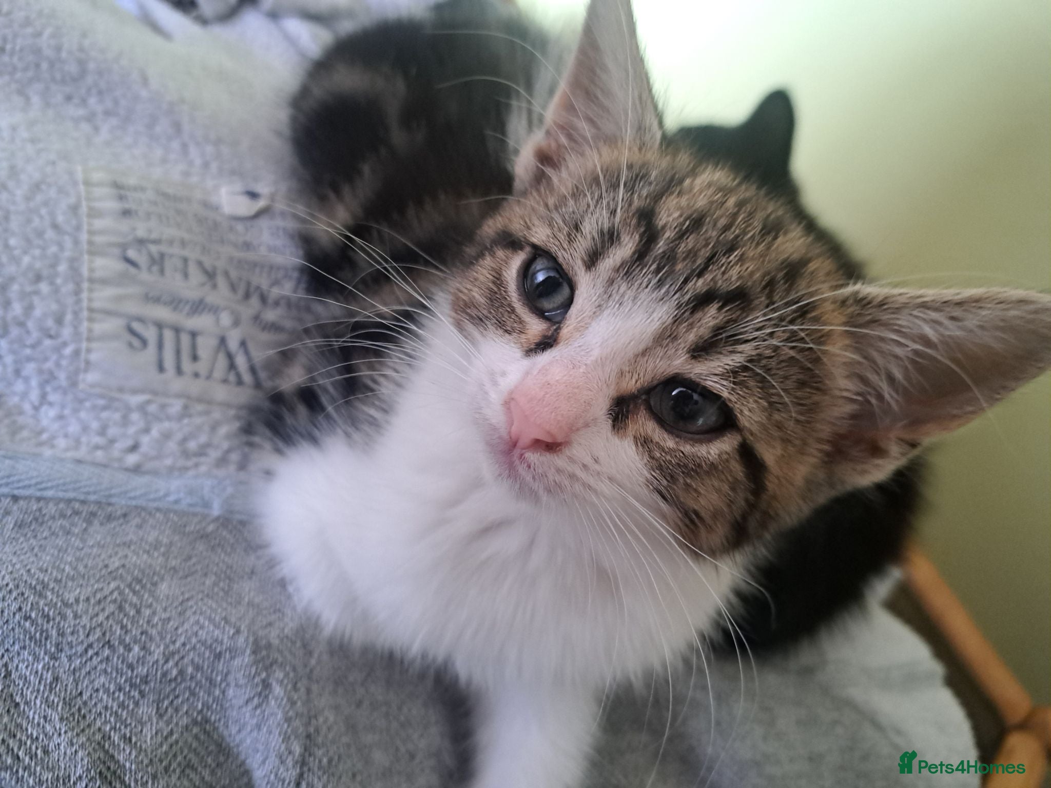 Mixed Breed cats 4 adorable kittens left, ready for a new home - Advert 2
