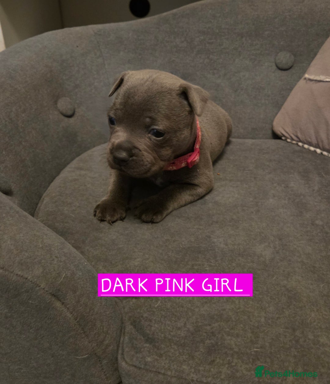 Staffordshire Bull Terrier dogs for sale: LAST 2 BLUE REGIMENT GIRLS  - Image 21