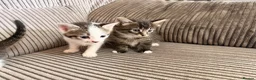 Bengal cats for sale: Beautiful half Bengal x kittens  in Manchester - Advert 18