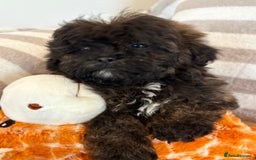 Shihpoo dogs for sale: Shih Tzu X poodle X Shihpoo - Image 5