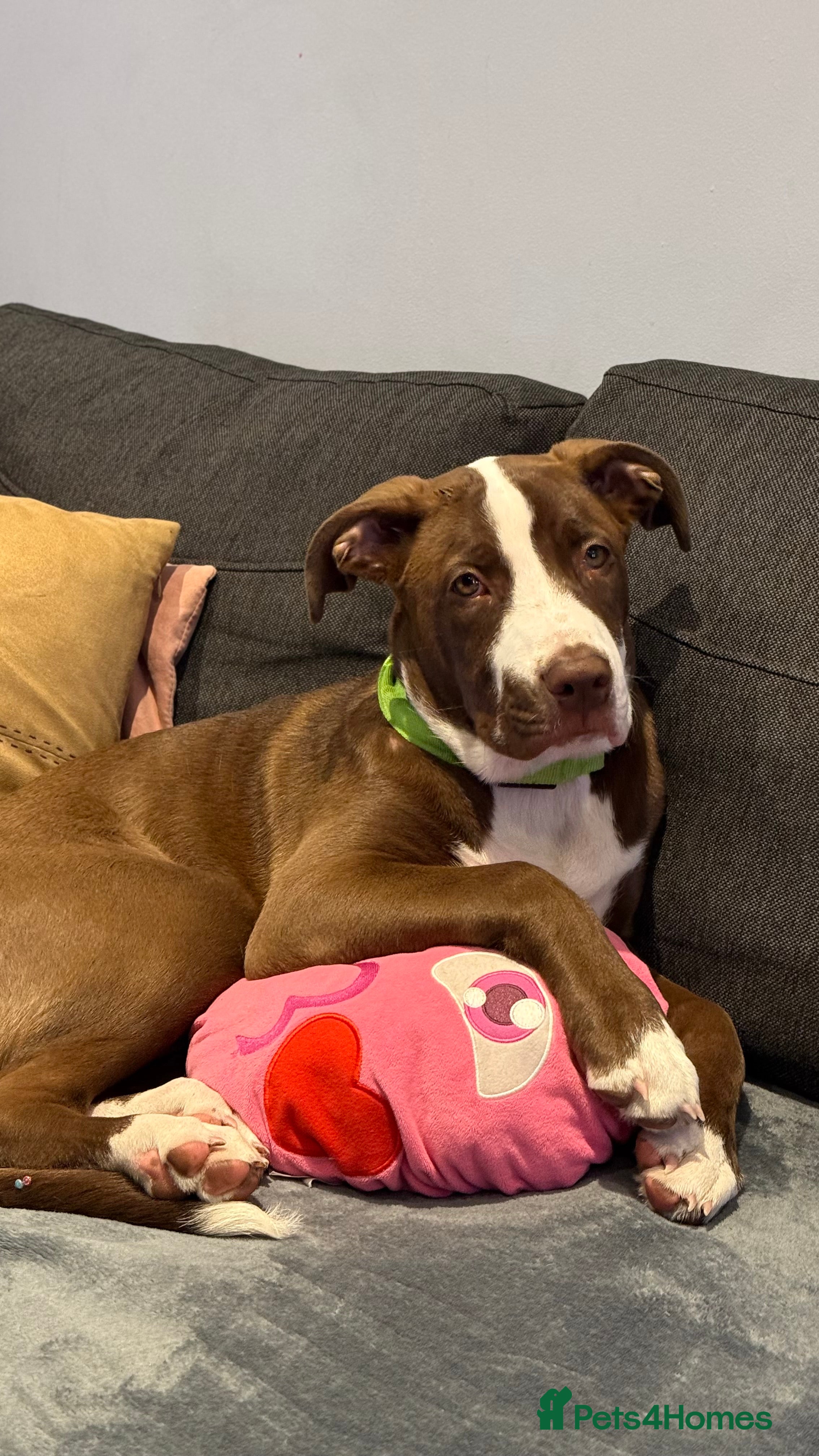 Staffordshire Bull Terrier dogs 🐶American Staffordshire Terrier 5 Months Female - Advert 1