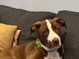 Staffordshire Bull Terrier dogs 🐶American Staffordshire Terrier 5 Months Female - Advert 7