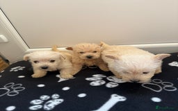West Highland Terrier dogs for sale: DNA health tested Westie-poos  - Image 28