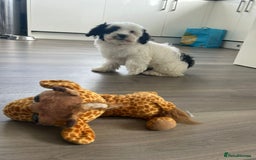Havanese dogs for sale: Show quality litter of kc reg havanese puppies in Lincoln - Image 1