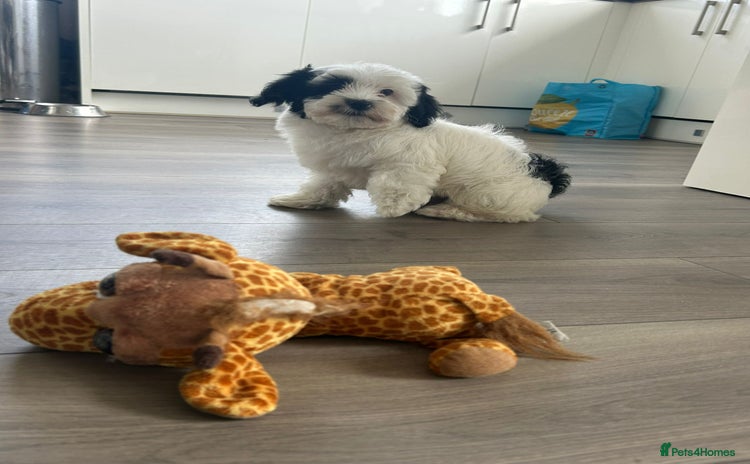 Havanese dogs in Lincoln - Advert 1