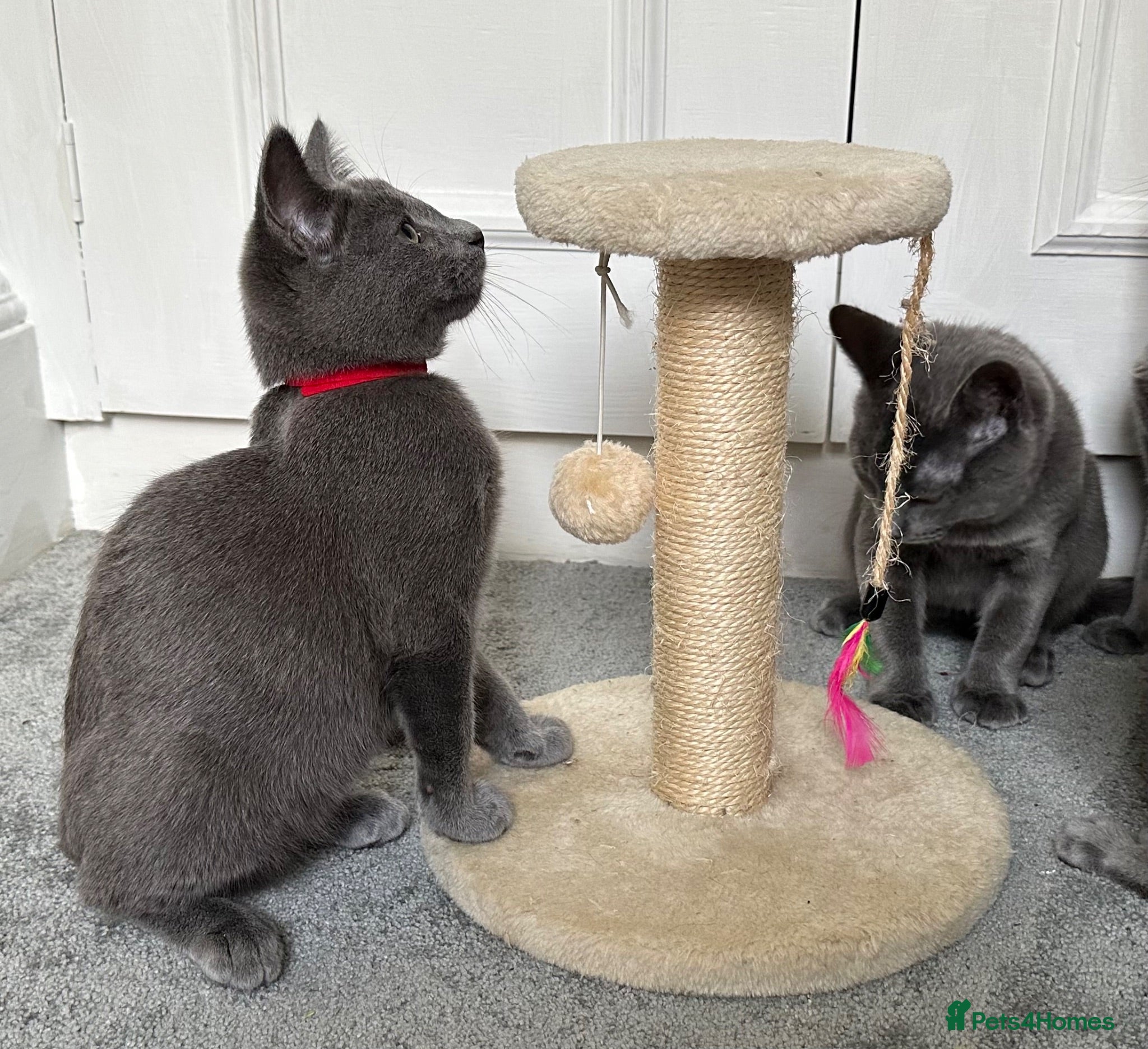 Russian Blue cats Russian Blue Kittens  - Advert 2