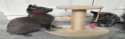 Russian Blue cats for sale: Russian Blue Kittens  - Advert 2