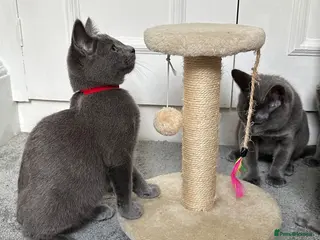 Russian Blue cats Russian Blue Kittens - Advert 2