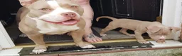 American Bully dogs for sale: 1 American female pocket bully  - Advert 12