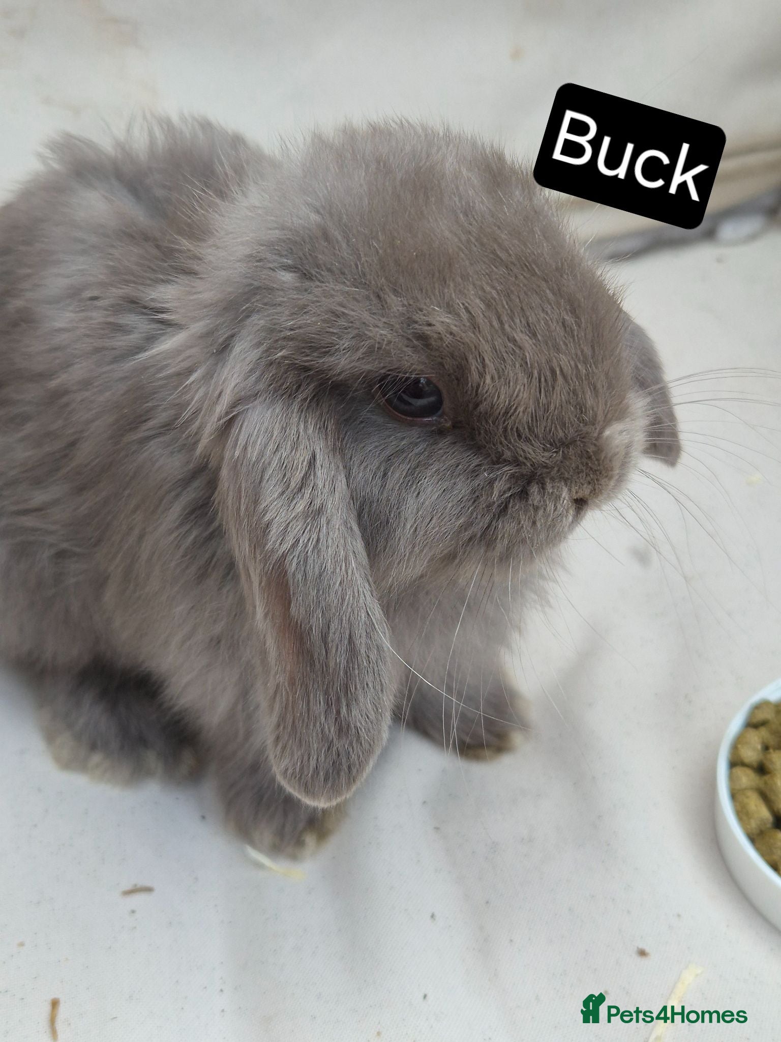Mini Lop rabbits Mini Lop Babies – Adorable, Stunning Litter - Advert 1