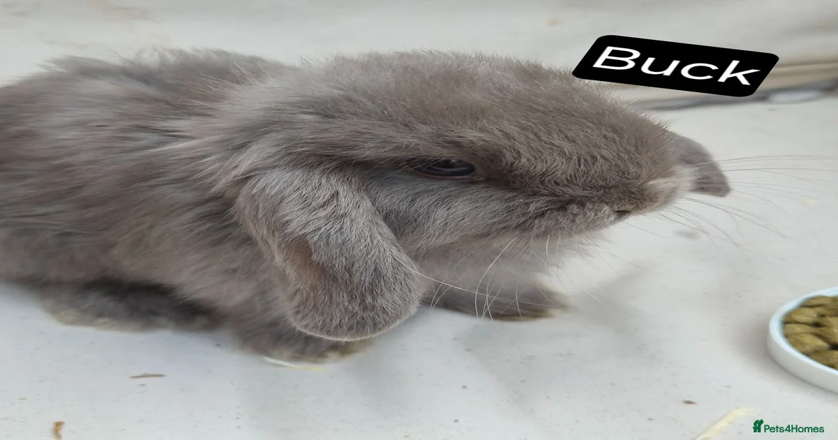 mini-lop-rabbits-for-sale-in-london-greater-london-pets4homes