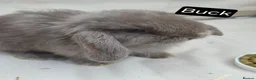Mini Lop rabbits for sale: Mini Lop Babies – Adorable, Stunning Litter - Advert 1