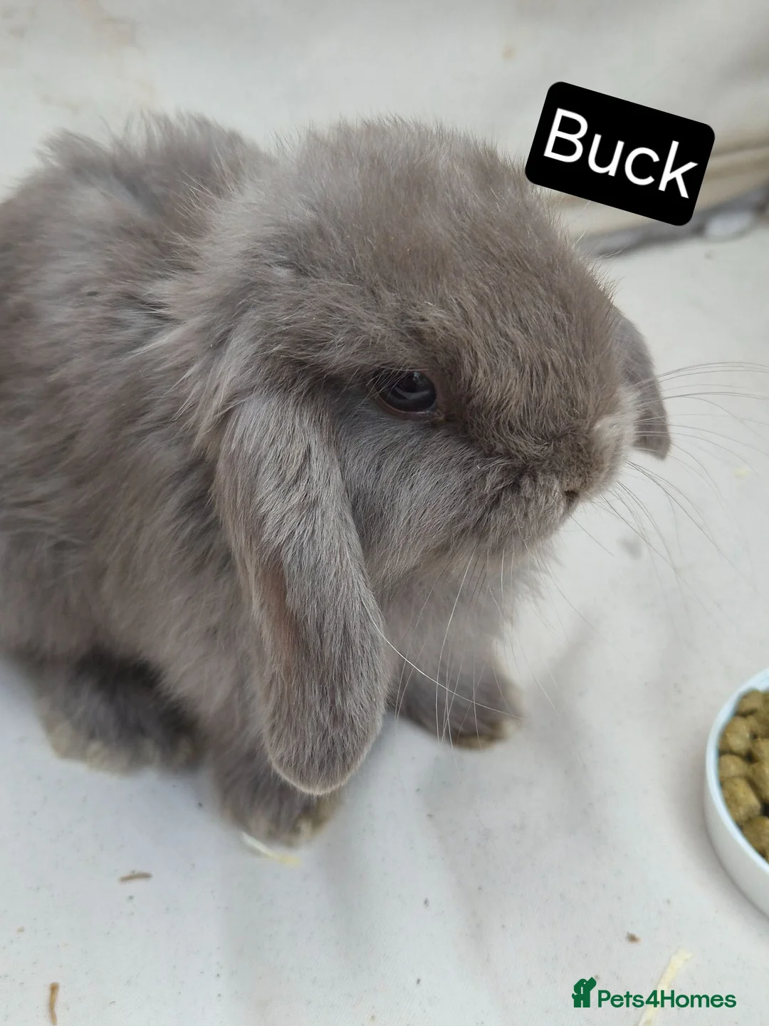 Mini Lop rabbits for sale: Mini Lop Babies – Adorable, Stunning Litter - Advert 1